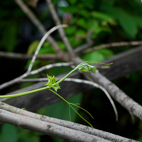 Vine trailing over branches