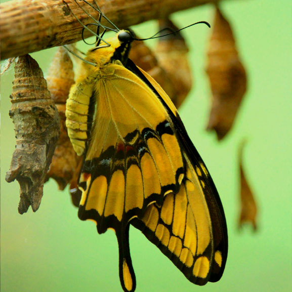 Butterfly transitioning from caterpillar