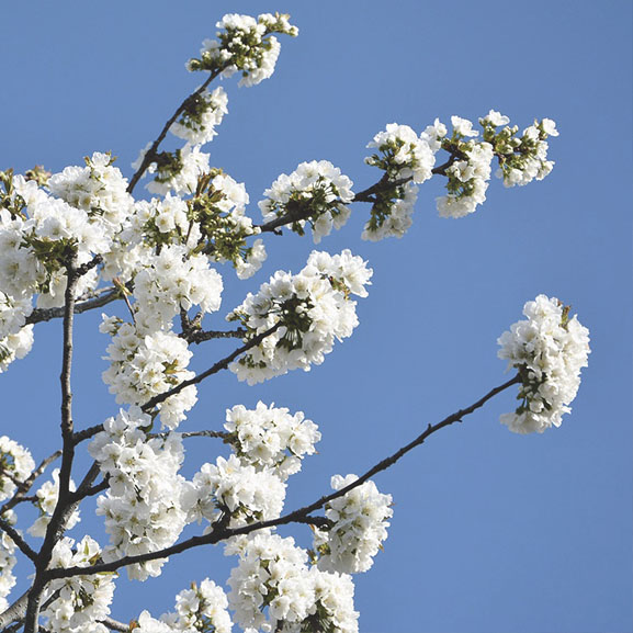 Cherry blossoms on the tips of branches
