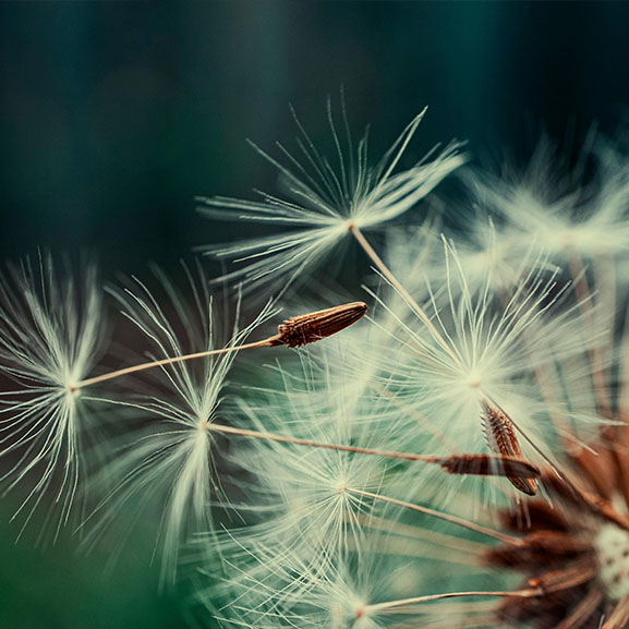 Dandelion head sending out seeds on the wind