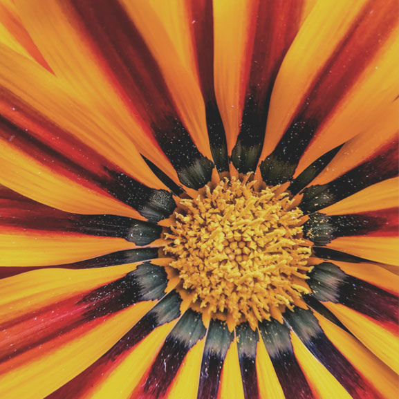 Closeup of a blooming flower, petals shooting out like rays of sunshine