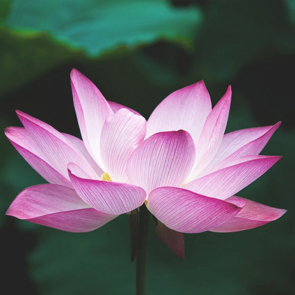 Peaceful single lotus flower