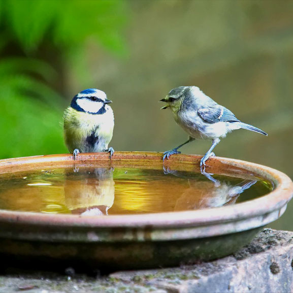 Two finches gathering at a bird bath
