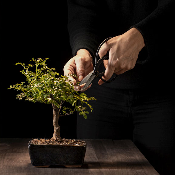 Carefully pruning a bonzai