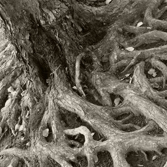A close knit network of roots at the base of a tree trunk