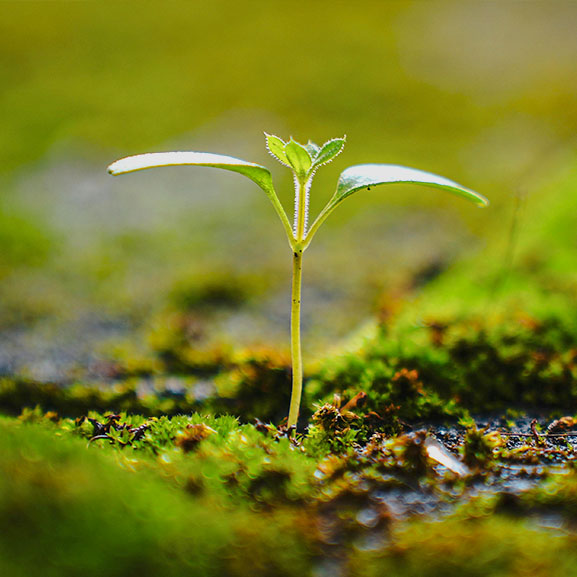 Small seedling sprouting it's first leaves
