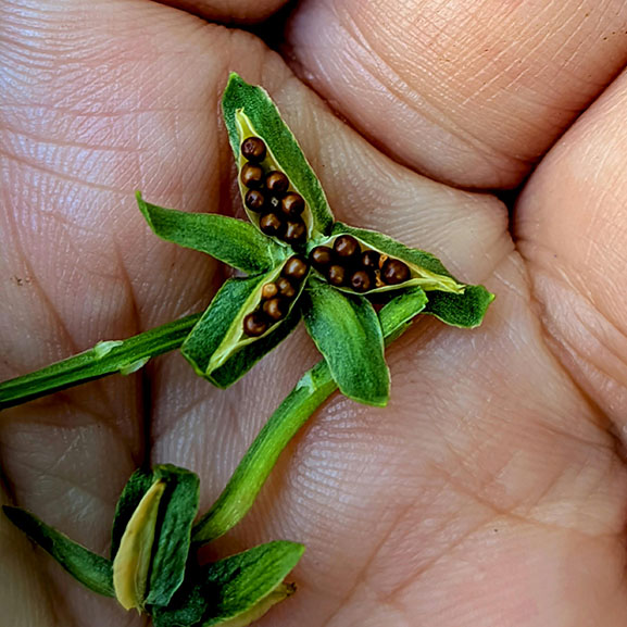 Small seedpod opened in the palm of a hand