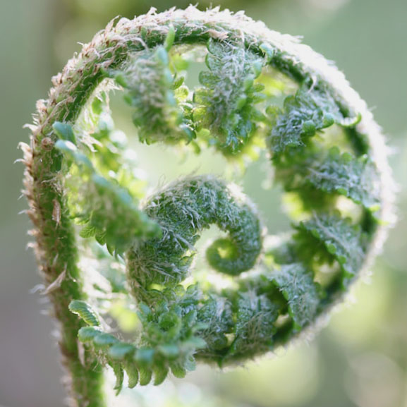 Closeup of a new fern frond unfurling